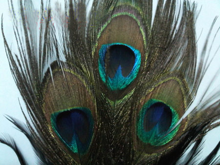 Những bí mật phong thủy về lông chim công | ảnh 2