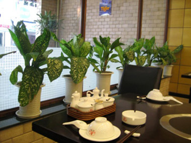 Phong thủy: Những cây xanh thích hợp đặt ở phòng ăn